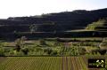 Der Kaiserstuhl in Baden-Württemberg, (D) (45) 10. Mai 2015 Blick ins Krottenbachtal.JPG